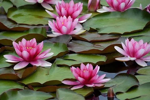 Water Lilies: A Symbol of Peace, Purity, and Elegance